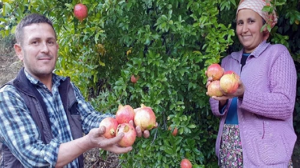 Sultanhisar’ın yaylalarında nar hasadı tamamlandı