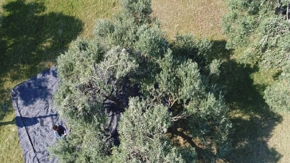 Aydın’da memecik türü zeytinlerde hasat sezonu başladı