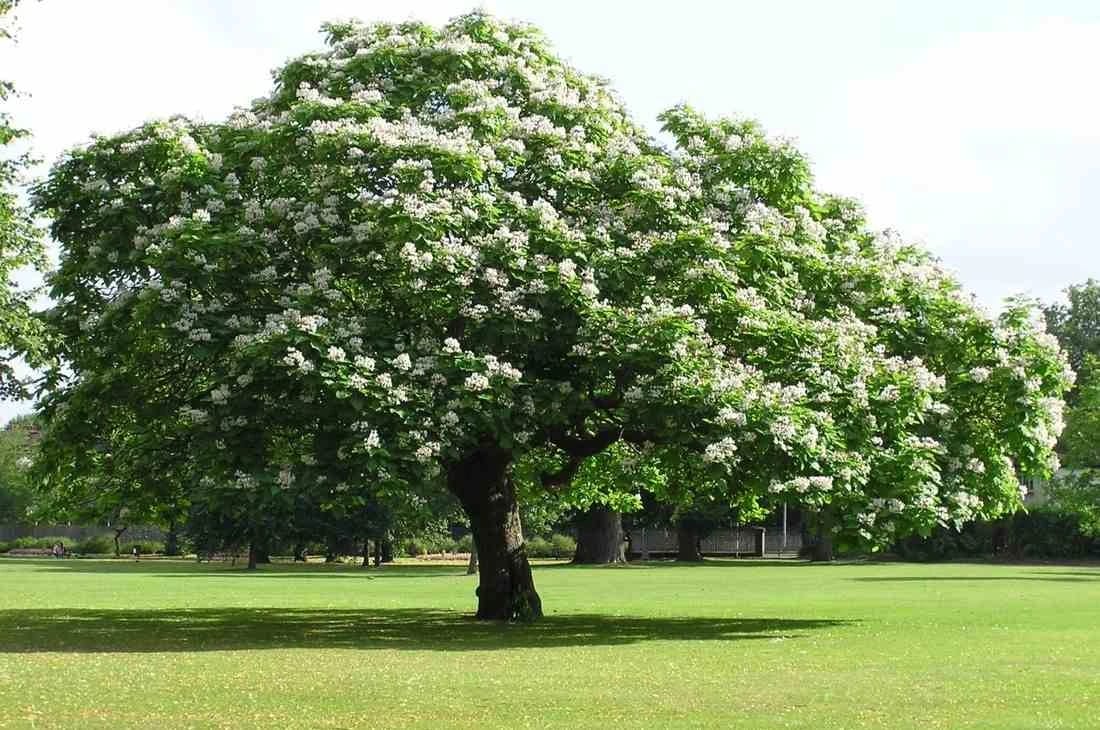 Kestane ağacı