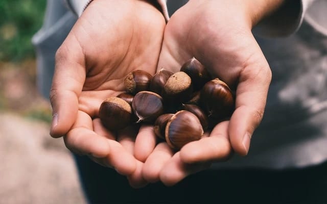 Kestane nedir?