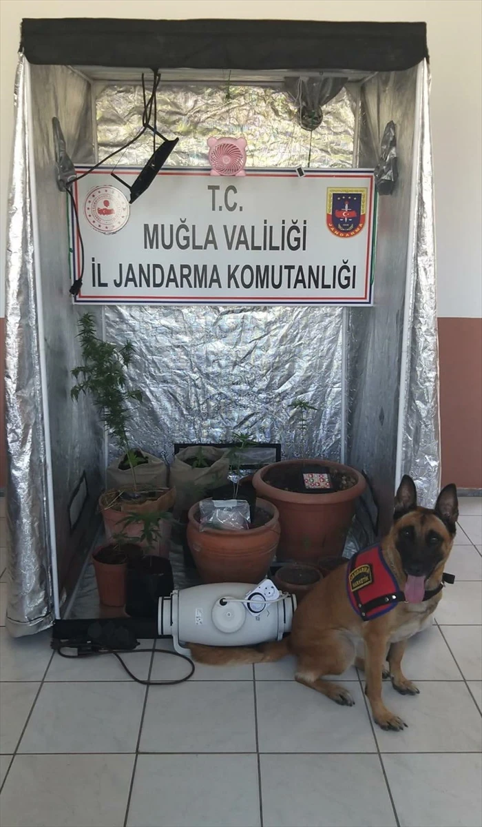 Muğla’da Hint keneviri yetiştirmek için evinde düzenek kuran şüpheli yakalandı
