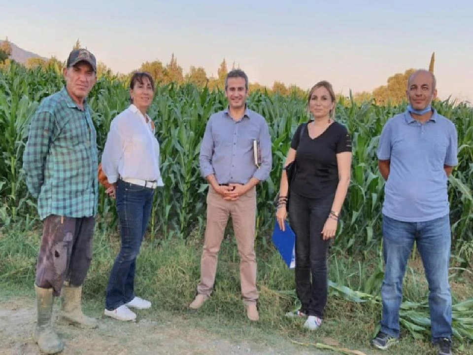Aydın toprakları dört yeni mısır çeşidi ile tanıştı