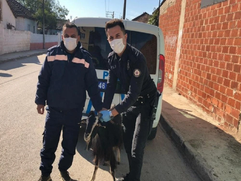 Aydın Polisi bu defa mağdur keçi için seferber oldu