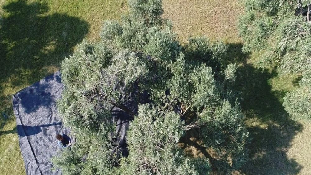 Aydın’da memecik türü zeytinlerde hasat sezonu başladı