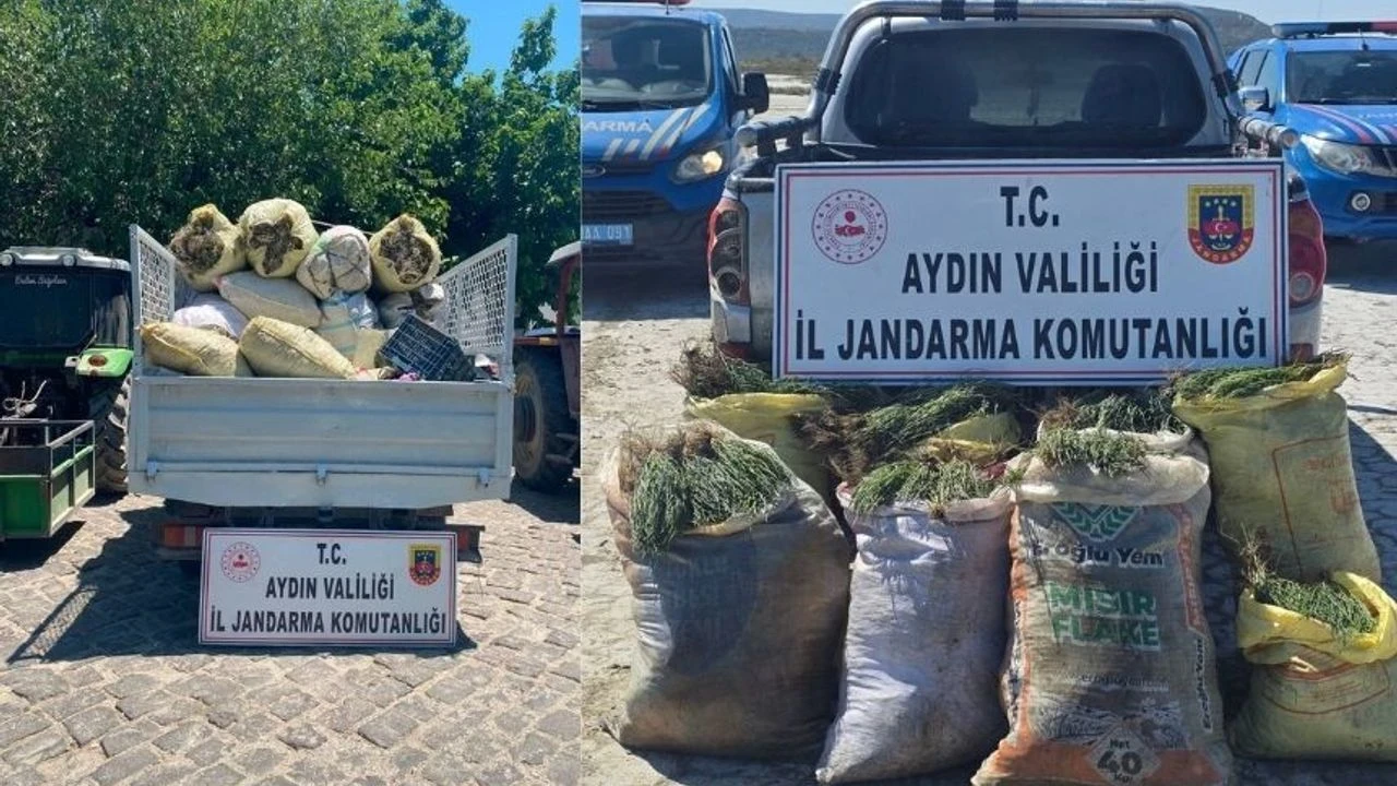 Didim’de izinsiz deniz börülcesi ve dağ kekiği toplandı